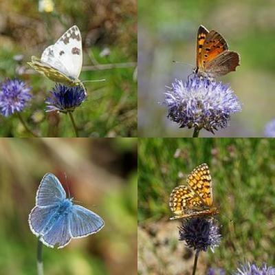 Visuel actualité Observatoire Agricole de la Biodiversité : suivi des papillons Cave Saint Désirat